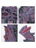 Infestación Tiránida Tyranid Infestation Mejora Zona de Aniquilación Kill Team